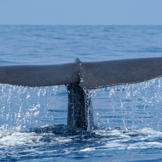 Regione, al via il primo corso italiano per la certificazione di qualità del whale watching