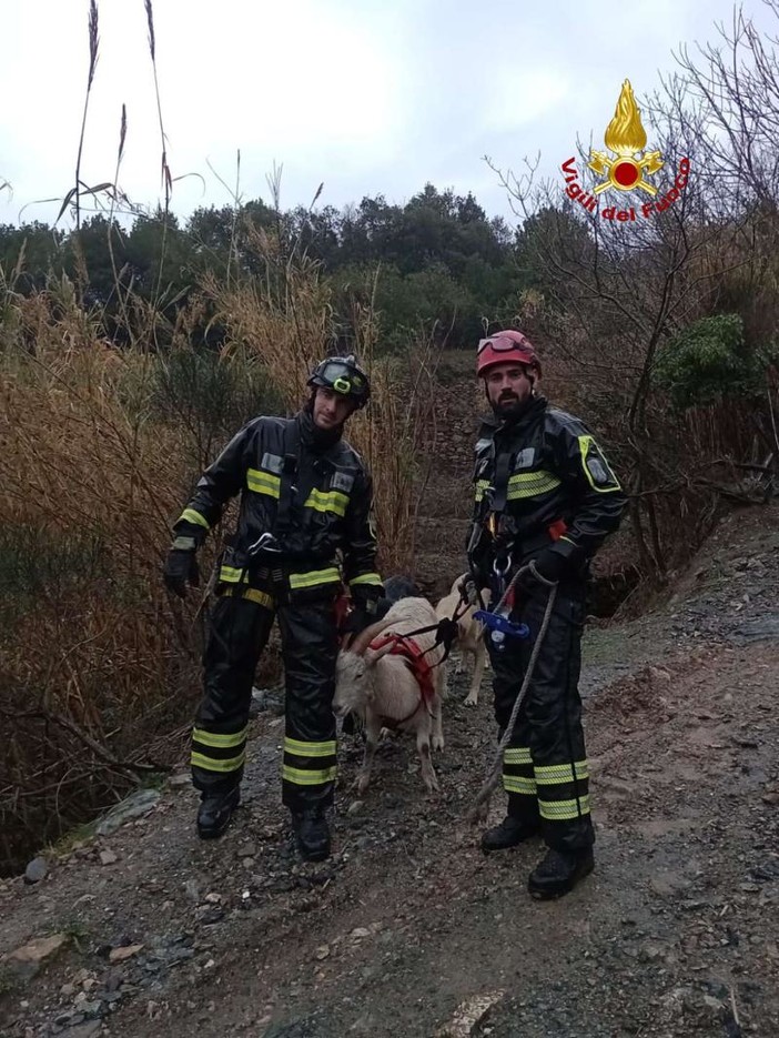 Multedo, capra precipita in un dirupo: l’intervento dei vigili del fuoco