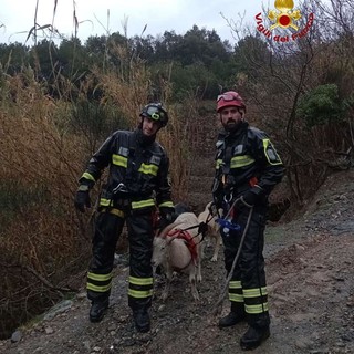 Multedo, capra precipita in un dirupo: l’intervento dei vigili del fuoco