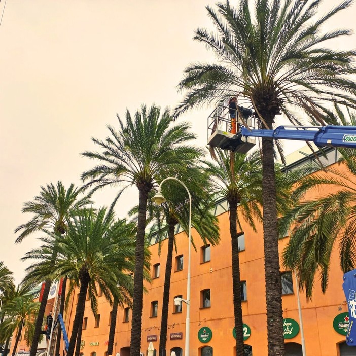 L’esperto di Aster: “A Genova ci sono almeno duecento alberi a rischio caduta. Dobbiamo toglierli velocemente”