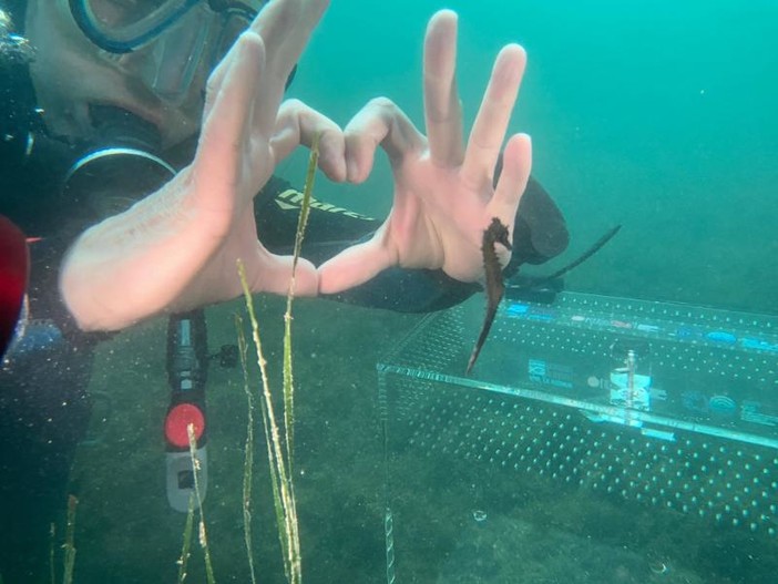 Acquario, ritornano in mare i centocinquanta cavallucci marini allevati a Genova