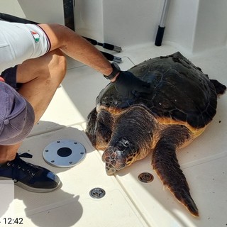 Varazze, avvistata tartaruga Caretta Caretta in difficoltà: affidata alle cure del team dell’Acquario di Genova