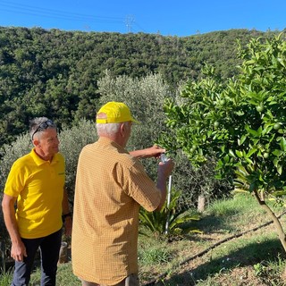 Al via in Liguria i primi lanci di insetti autoctoni per la lotta biologica alla cimice asiatica (FOTO)