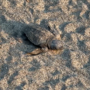 Termina il nido di Laigueglia, dalla spiaggia hanno preso il mare 110 tartarughe Caretta Caretta