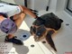 Varazze, avvistata tartaruga Caretta Caretta in difficoltà: affidata alle cure del team dell’Acquario di Genova