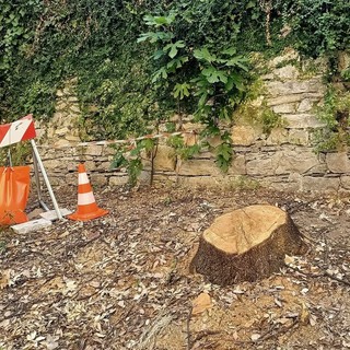 Genova, abbattuta una storica quercia in via Frugoni: ancora polemiche sulla gestione del verde urbano