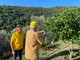 Al via in Liguria i primi lanci di insetti autoctoni per la lotta biologica alla cimice asiatica (FOTO)