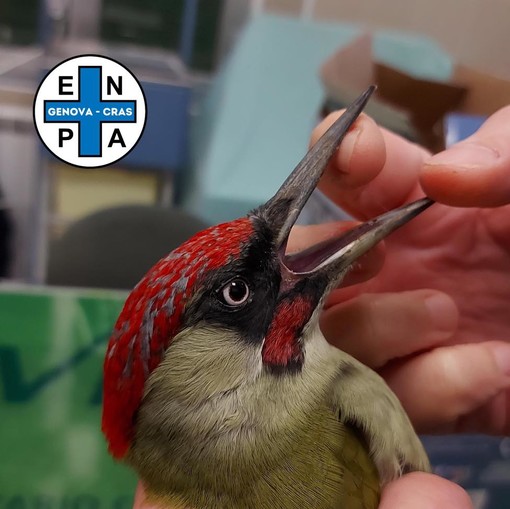 San Fruttuoso, picchio verde salvato dalle grinfie di un gatto. Enpa: “Tenete d’occhio i vostri animali domestici”