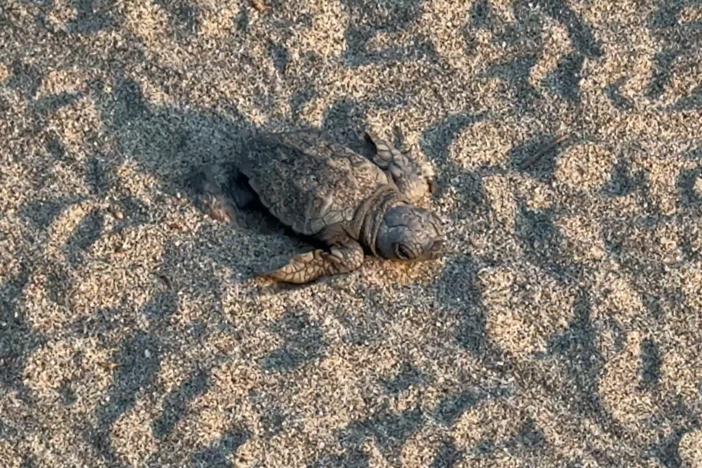 Termina il nido di Laigueglia, dalla spiaggia hanno preso il mare 110 tartarughe Caretta Caretta