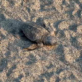 Termina il nido di Laigueglia, dalla spiaggia hanno preso il mare 110 tartarughe Caretta Caretta