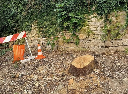 Genova, abbattuta una storica quercia in via Frugoni: ancora polemiche sulla gestione del verde urbano