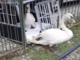 Il ritorno alla libertà: coppia di cigni curata e rilasciata nel parco di Villa Serra