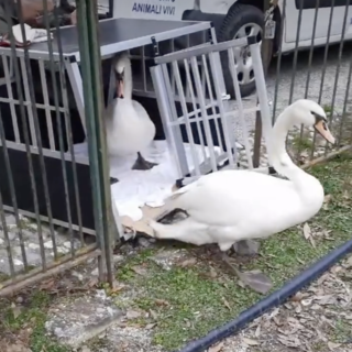 Il ritorno alla libertà: coppia di cigni curata e rilasciata nel parco di Villa Serra