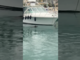 Sorpresa nel porto di Santa Margherita: avvistato un “cinghiale marino” (Video)