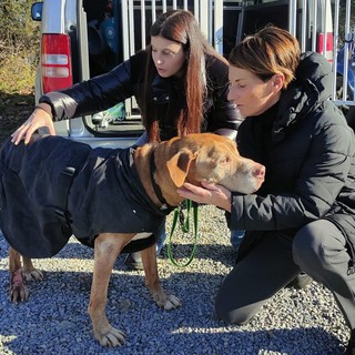 Una storia a lieto fine: Shorty, il cane malato del canile Monte Contessa, ha trovato casa