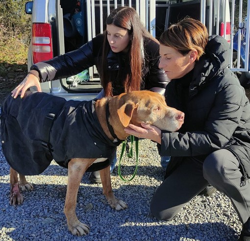 Una storia a lieto fine: Shorty, il cane malato del canile Monte Contessa, ha trovato casa