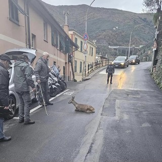 Bogliasco, capriolo intrappolato nell’intercapedine di un palazzo: salvato per miracolo