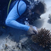 Posidonia: dall’“invasione” a Nervi al progetto di riforestazione marina. Anche in Liguria si celebra la Giornata Mondiale degli Oceani