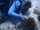 Posidonia: dall’“invasione” a Nervi al progetto di riforestazione marina. Anche in Liguria si celebra la Giornata Mondiale degli Oceani