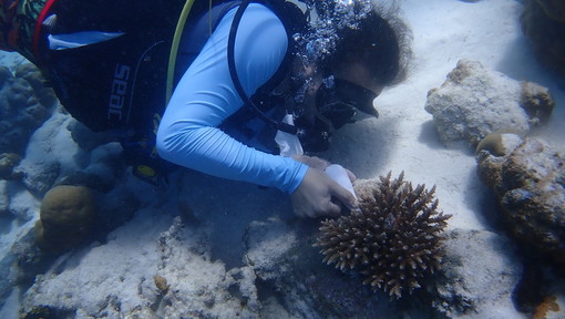 Posidonia: dall’“invasione” a Nervi al progetto di riforestazione marina. Anche in Liguria si celebra la Giornata Mondiale degli Oceani