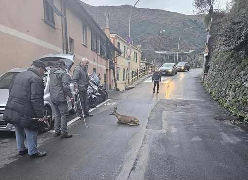 Bogliasco, capriolo intrappolato nell’intercapedine di un palazzo: salvato per miracolo