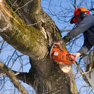 Cura del verde, il Comune avvia la rimozione di alberi a rischio crollo