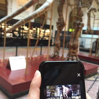 &quot;Museo segreto&quot;, l'app per scoprire il Museo di Storia Naturale Doria