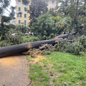 Pegli, la tromba d’aria abbatte l’albero più alto e maestoso di piazza Bonavino