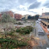 Gli alberi abbattuti all’istituto Champagnat