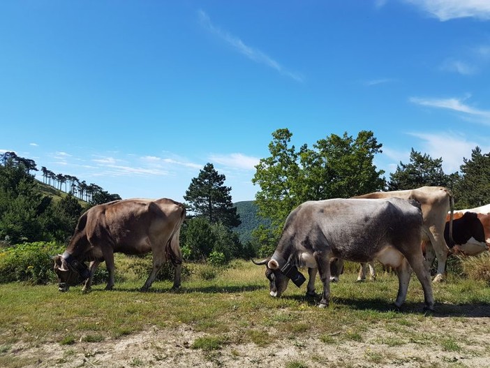 Al parco Beigua seguendo il ritmo della natura tra boschi e pascoli