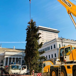 E' arrivato in piazza De Ferrari l’albero di Natale offerto dal parco naturale regionale dell’Aveto (FOTO)