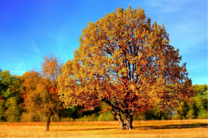 Piantare un albero per ogni nato: il Comune di Genova vota la mozione