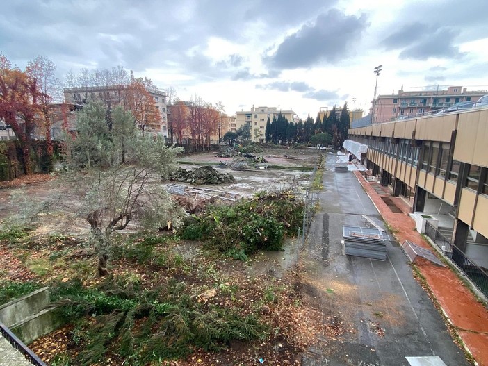 Gli alberi abbattuti all’istituto Champagnat