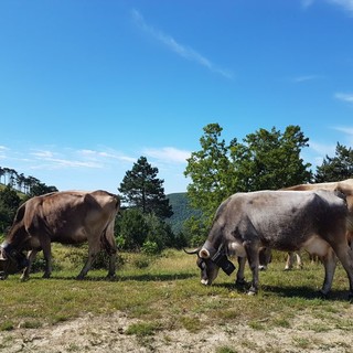 Al parco Beigua seguendo il ritmo della natura tra boschi e pascoli