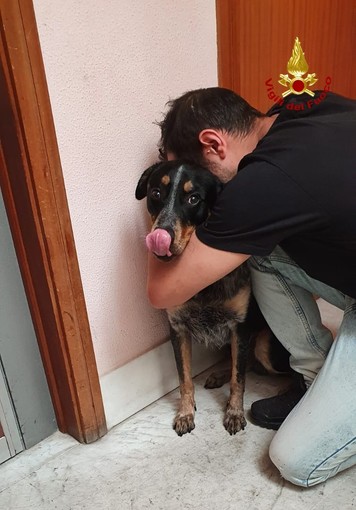 Chiavari, Vigili del fuoco salvano cane da un'abitazione in fiamme