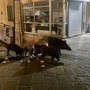 I cinghiali avvistati a Camogli