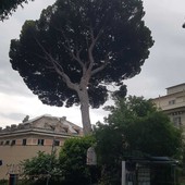 Taglio alberi in corso Magenta, mercoledì gli ambientalisti in presidio a Villa Gruber