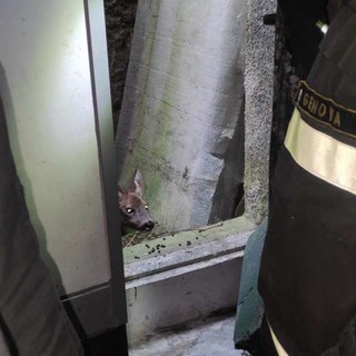 Doppio salvataggio di caprioli a Campo Ligure e Cogoleto, l’intervento dei vigili del Fuoco (Foto e Video)