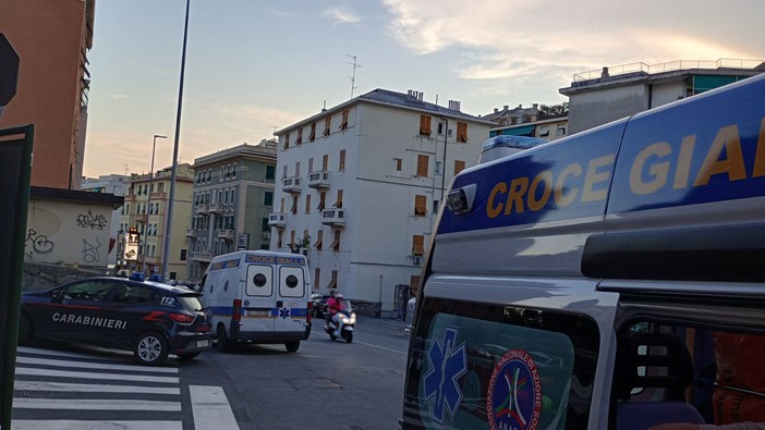 A spasso con il proprio cagnolino, donna aggredita da un lupo cecoslovacco