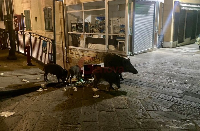 I cinghiali avvistati a Camogli