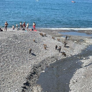 Genova meta turistica per tutti: famiglia di cinghiali in spiaggia insieme ai bagnanti