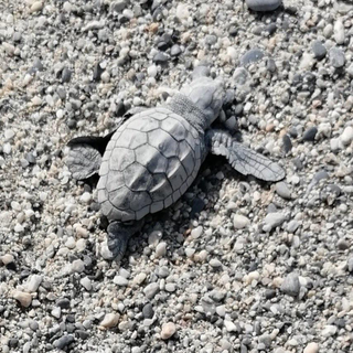 Giornata Mondiale delle Tartarughe marine: cosa fare in caso di avvistamento