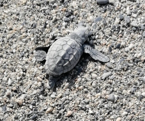 Giornata Mondiale delle Tartarughe marine: cosa fare in caso di avvistamento