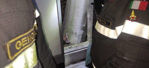 Doppio salvataggio di caprioli a Campo Ligure e Cogoleto, l’intervento dei vigili del Fuoco (Foto e Video)