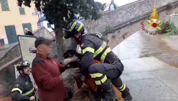 Sestri Levante, i vigili del fuoco salvano un cane precipitato nel fiume (Video)