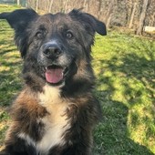 Foto: Tony, uno degli ospiti del canile di Monte Contessa (Facebook)