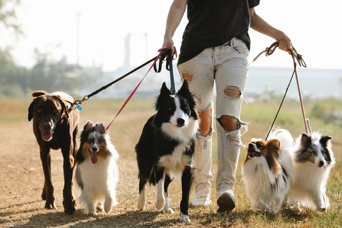 Bucci 'paladino' degli animali: &quot;Per noi sono liguri a quattro zampe&quot;