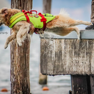 Gabriele Mansi, il fotografo dei cani da salvataggio: &quot;Posso scattare solo collegando gli occhi al cuore&quot;