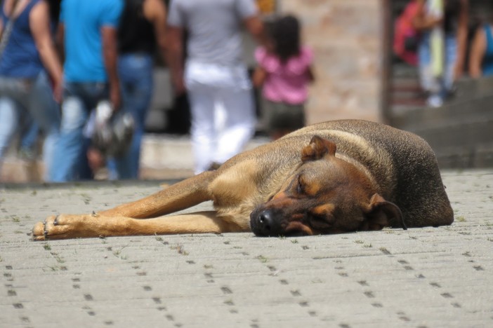 &quot;La figura dello zoosadico non si prende sul serio&quot;. Maltrattamenti sugli animali, perché?