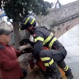 Sestri Levante, i vigili del fuoco salvano un cane precipitato nel fiume (Video)